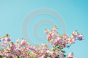 Prunus serrulate, cherry blossoms tree in the springtime.