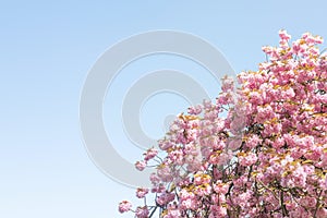 Prunus serrulate, cherry blossoms tree in the springtime.