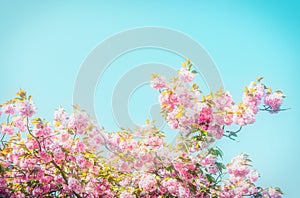 Prunus serrulate, cherry blossoms tree in the springtime.