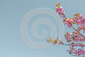 Prunus serrulate, cherry blossoms tree in the springtime.