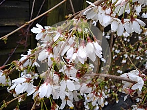 Prunus 'Snow Showers'