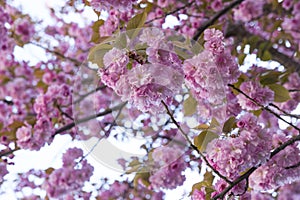 Sakura or Japanese cherry tree