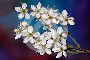 Prunus spinosa