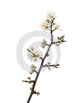 Prunus spinosa, blackthorn aka sloe blossom in springtime, isolated on white background. Delicate white flowers, close