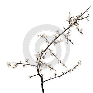 Prunus spinosa, blackthorn aka sloe blossom in springtime, isolated on white background. Delicate white flowers, studio