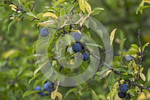 Prunus spinosa blackthorn sloe with blue ripening fruits on shrub branches with leaves