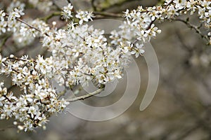 Prunus spinosa blossoms.