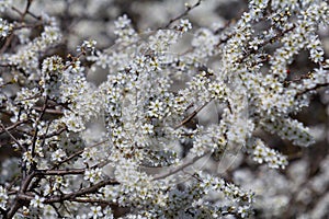 Prunus spinosa, called blackthorn or sloe, is a species of flowering plant in the rose family Rosaceae. Prunus spinosa, called