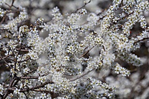 Prunus spinosa, called blackthorn or sloe, is a species of flowering plant in the rose family Rosaceae. Prunus spinosa, called photo