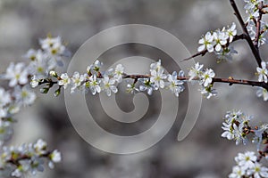 Prunus spinosa, called blackthorn or sloe, is a species of flowering plant in the rose family Rosaceae. Prunus spinosa, called photo