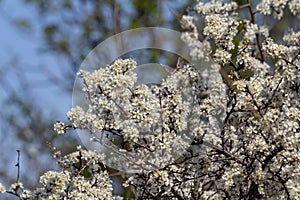 Prunus spinosa, called blackthorn or sloe, is a species of flowering plant in the rose family Rosaceae. Prunus spinosa, called photo