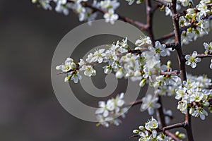 Prunus spinosa, called blackthorn or sloe, is a species of flowering plant in the rose family Rosaceae. Prunus spinosa, called photo
