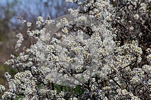 Prunus spinosa, called blackthorn or sloe, is a species of flowering plant in the rose family Rosaceae. Prunus spinosa, called photo