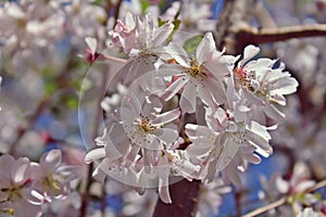 Prunus subhirtella `Autumnalis rosea`