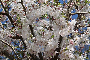 Prunus subhirtella `Autumnalis rosea`