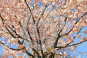 Prunus subhirtella `Autumnalis rosea`