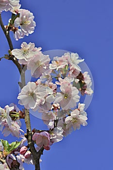 Prunus subhirtella `Autumnalis rosea`