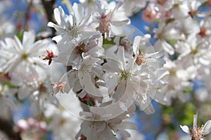 Prunus subhirtella `Autumnalis rosea` photo
