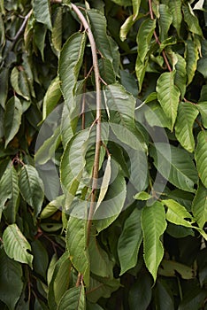 Prunus subhirtella branches photo