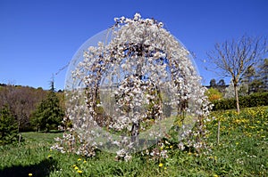 Prunus subhirtella `Pendula` in flower