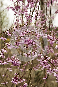 Prunus subhirtella Pendula Plena Rosea