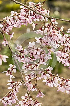 Prunus subhirtella Pendula Rubra