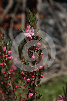 Prunus tenella blossom in the spring garden