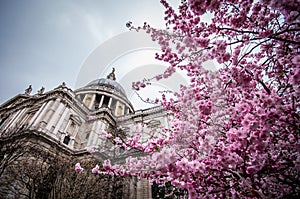 A prunus three blossoming in front of Saint Paul cathedral