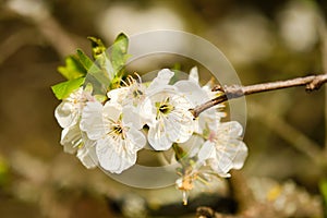 Prunus tree blooming