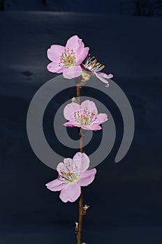 Prunus tree branch with pink flowers on dark background