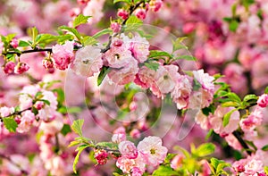 Prunus triloba blossoms.