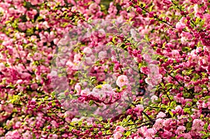 Prunus triloba blossoms.