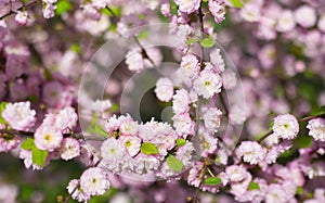 Prunus triloba bush in blossom with it`s amazing smell and tende