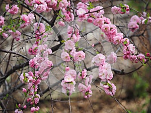 Prunus Triloba Or Double Flowering Plum