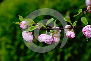 Prunus triloba - flowering almond