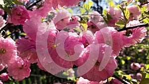 Prunus Triloba Flowering Plum, Flowering Almond, Louiseania. Branches with lush pink flowers swaying in light wind. Spring rose