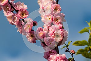 Prunus triloba flowers