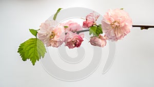 Prunus triloba isolated over white