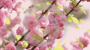 Prunus triloba `Multiplex` in bloom