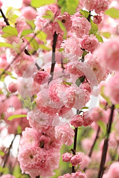 Prunus triloba Plena. Beautiful pink flowers on a bush branch close-up