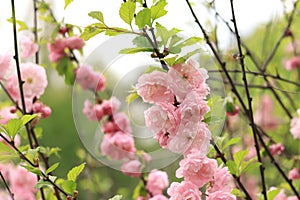 Prunus triloba Plena. Beautiful pink flowers on a bush branch close-up