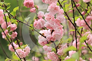 Prunus triloba Plena. Beautiful pink flowers on a bush branch close-up