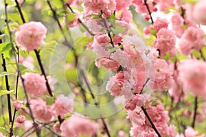 Prunus triloba Plena. Beautiful pink flowers on a bush branch close-up