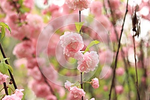 Prunus triloba Plena. Beautiful pink flowers on a bush branch close-up