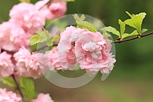 Prunus triloba Plena. Beautiful pink flowers on a bush branch close-up photo