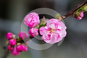 Prunus triloba, a rose plant with purple flower bones