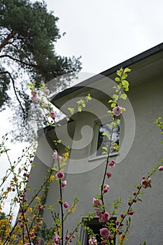 Prunus triloba  is a shrubby cherry, sometimes becoming a small tree. Berlin, GermanyBerlin, Germany