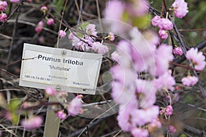 Prunus triloba, sometimes