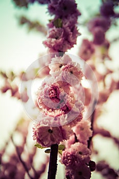 Prunus triloba on a tree branch