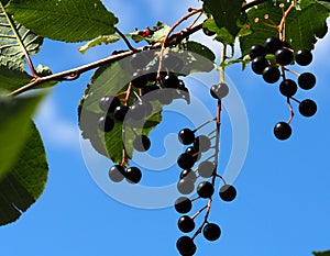 Prunus Virginiana Or Choke Cherry Fruit